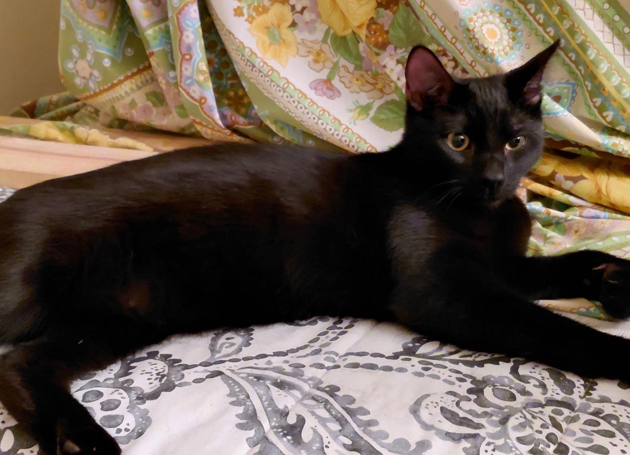 Enlarge Licorice, a Adoptable mixed breed in Petaluma, CA image 3/3