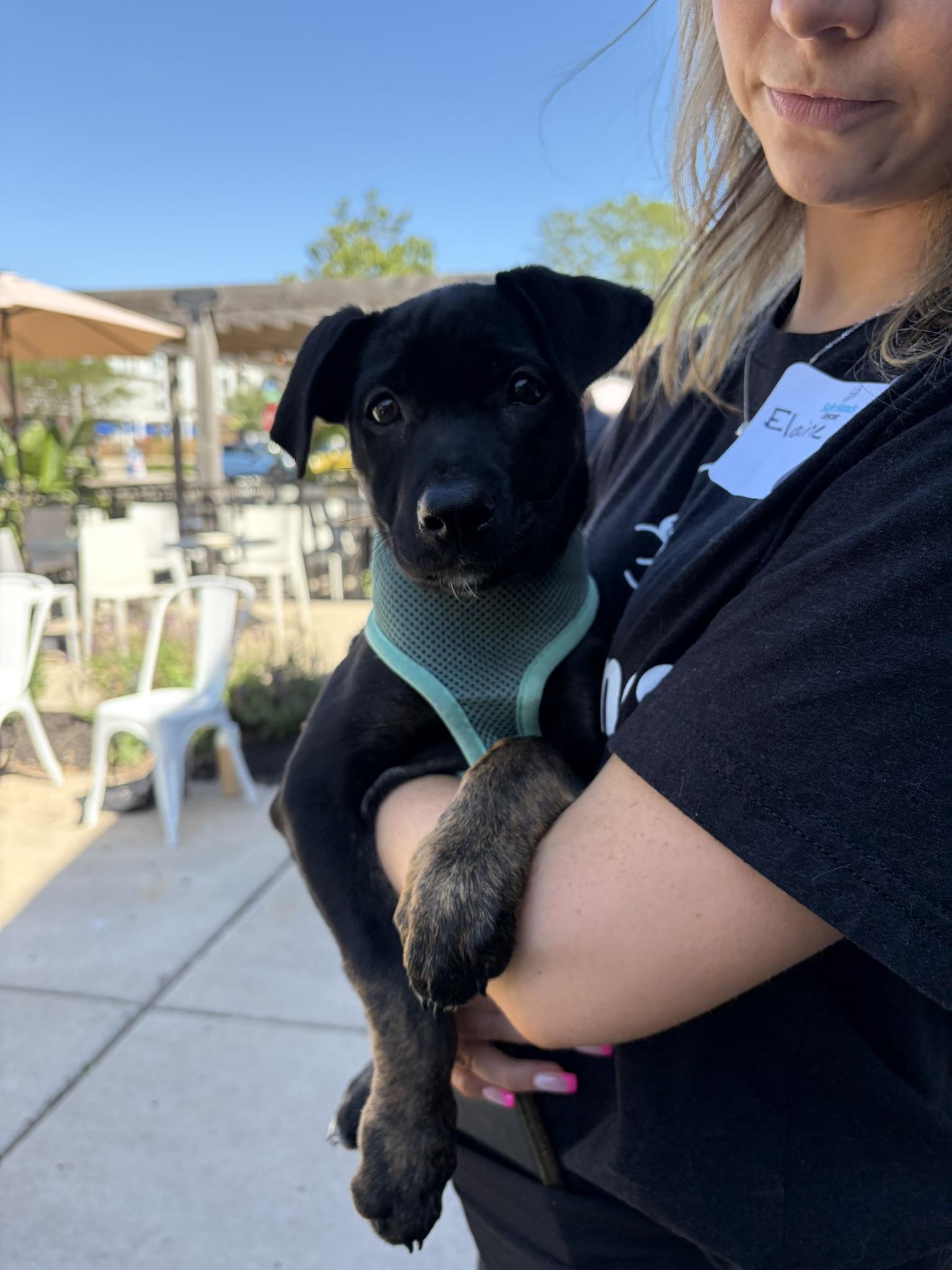 Suki, a Adoptable mixed breed in Minneapolis, MN image 5/6
