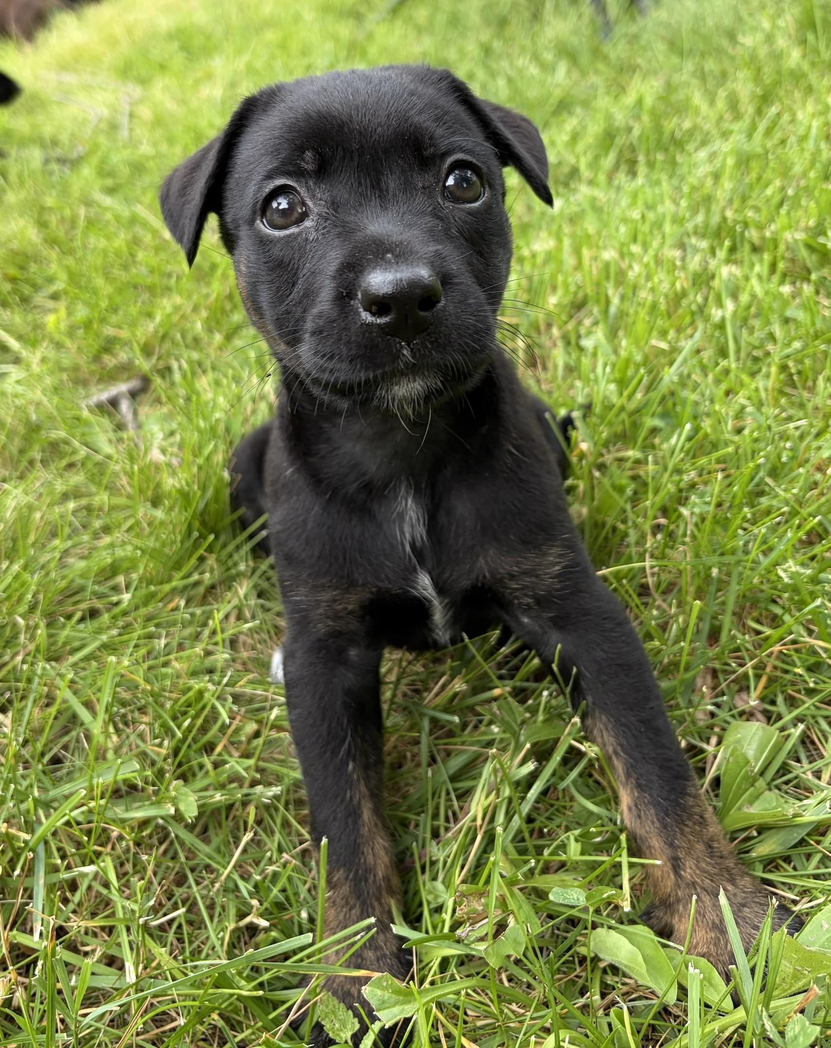 Enlarge Suki, a Adoptable mixed breed in Minneapolis, MN image 5/6