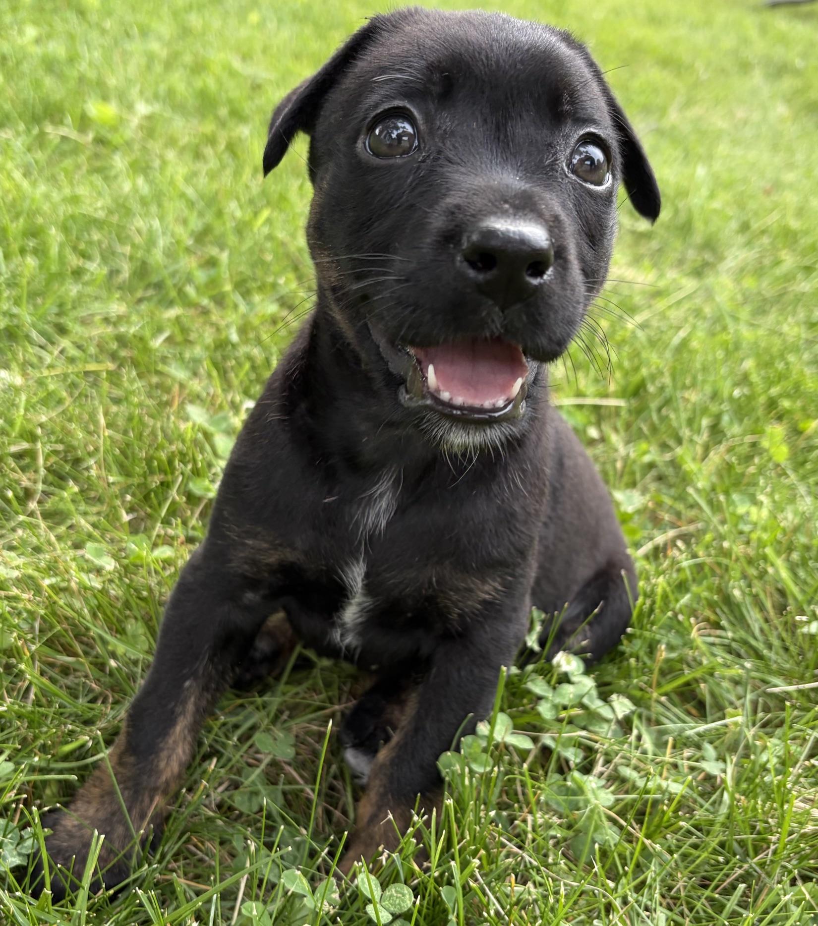 Suki, Adoptable, Puppy Female Shepherd & Mixed Breed.