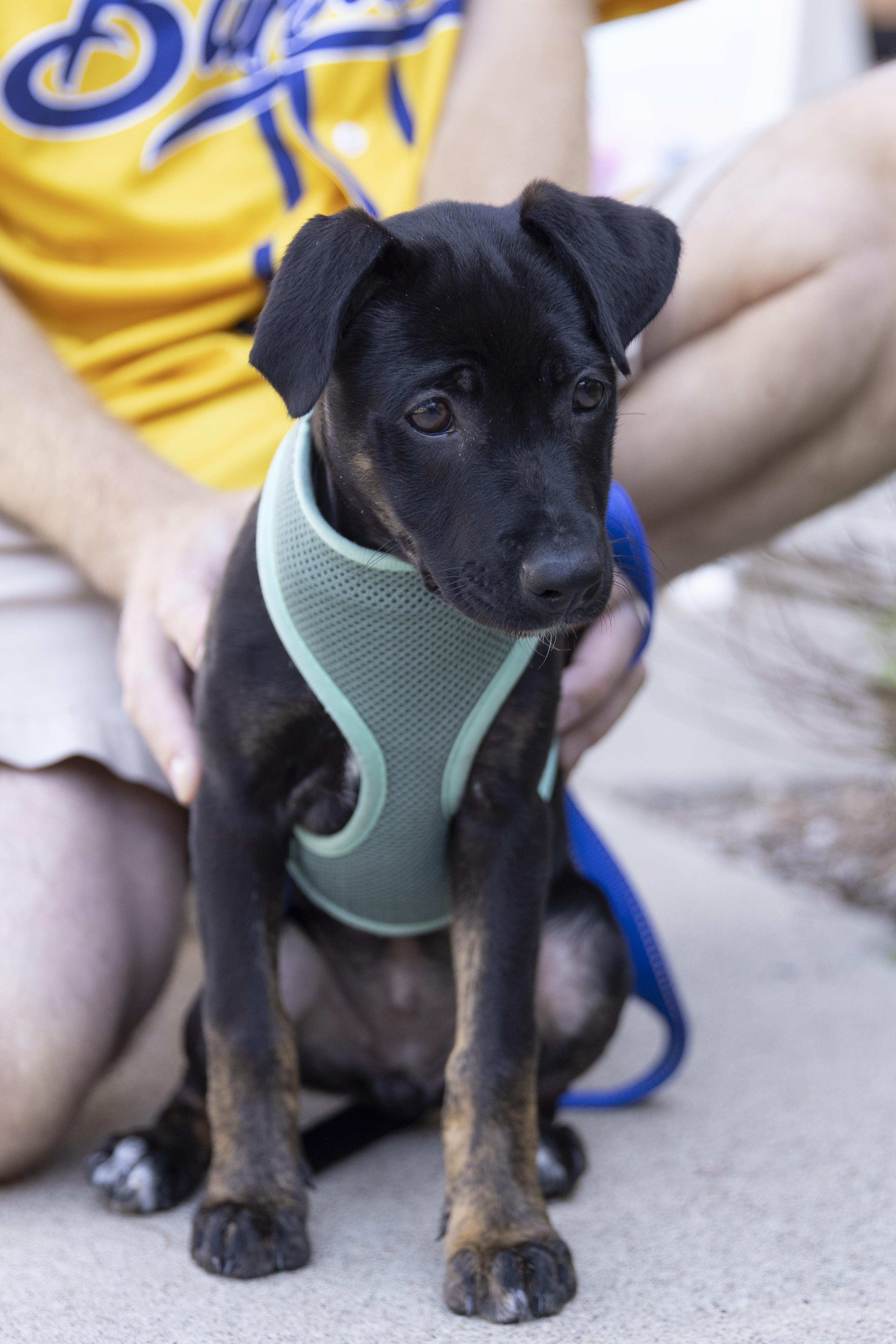 Suki, a Adoptable mixed breed in Minneapolis, MN image 4/6