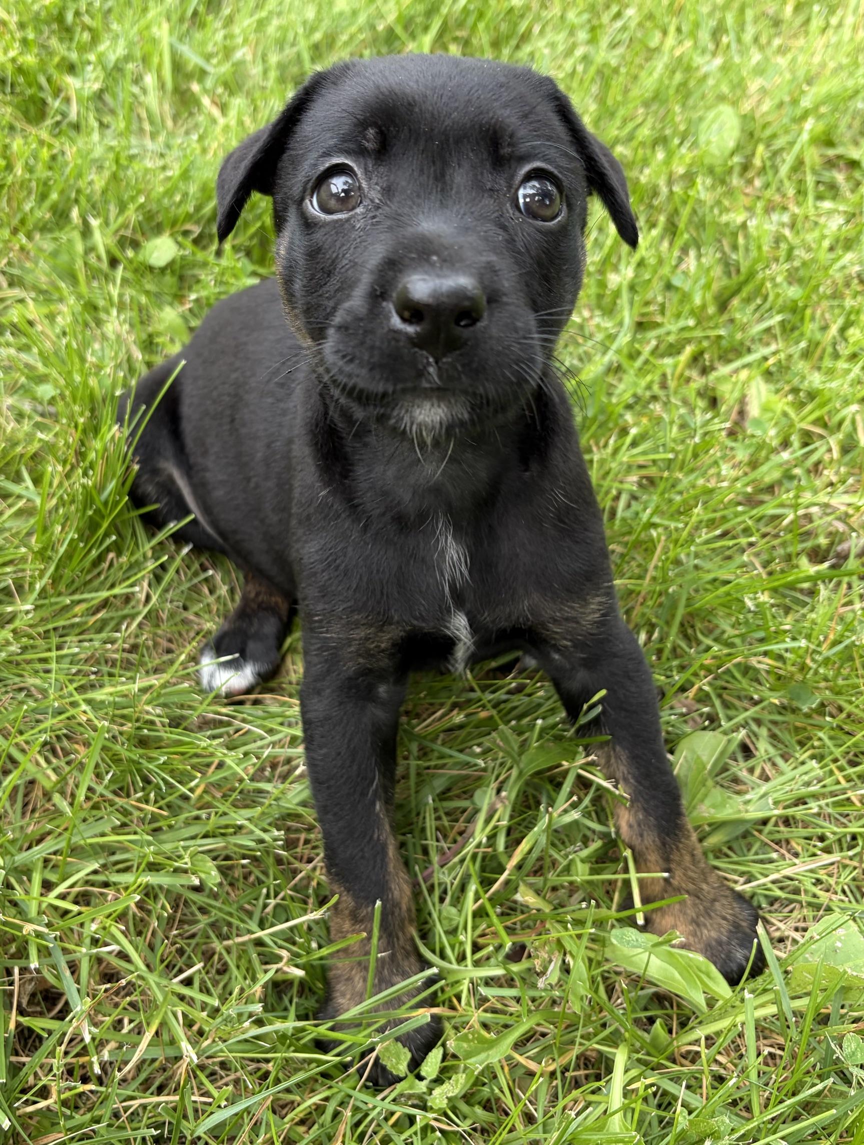 Enlarge Suki, a Adoptable mixed breed in Minneapolis, MN image 2/6