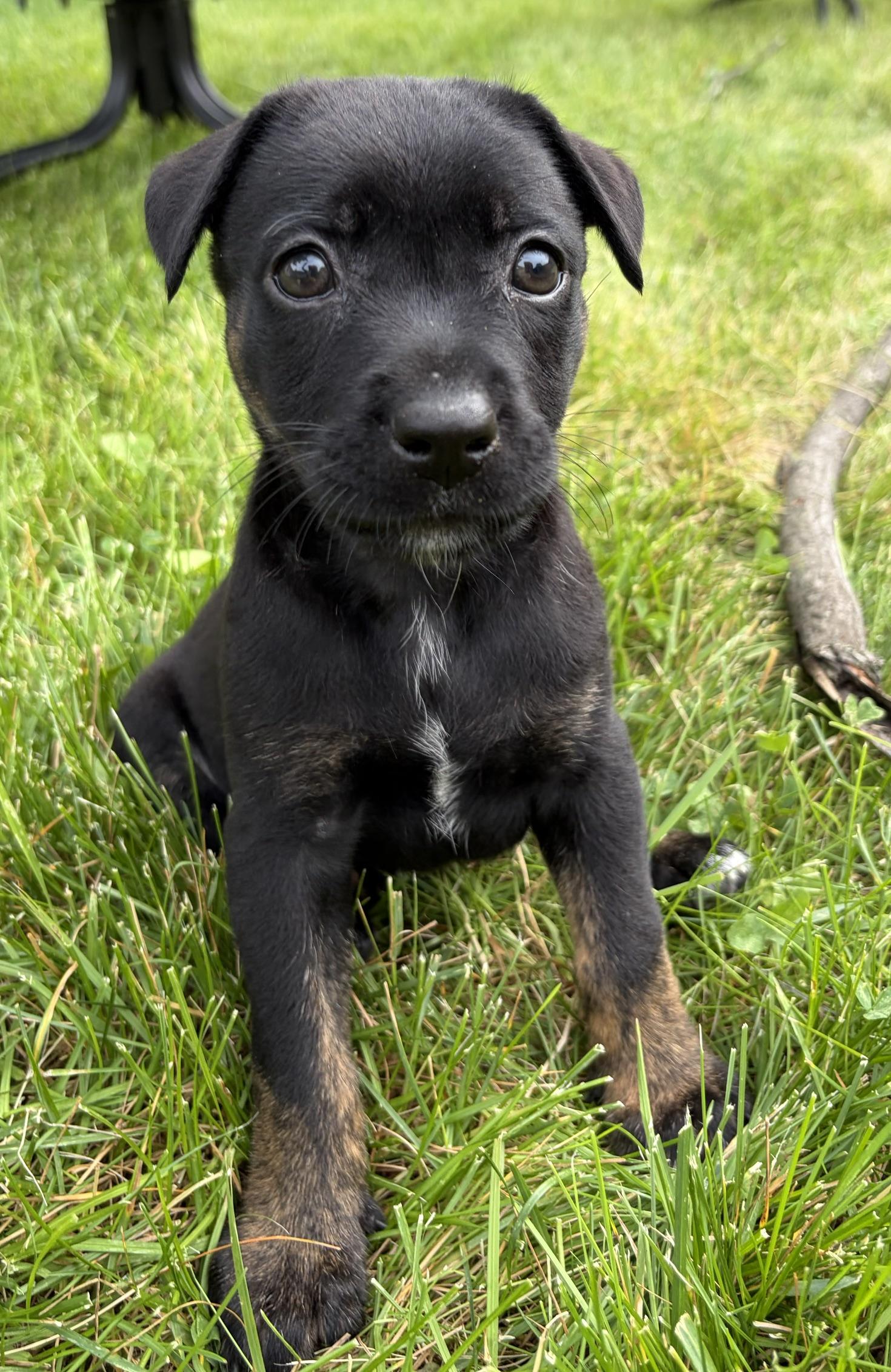 Enlarge Suki, a Adoptable mixed breed in Minneapolis, MN image 3/6