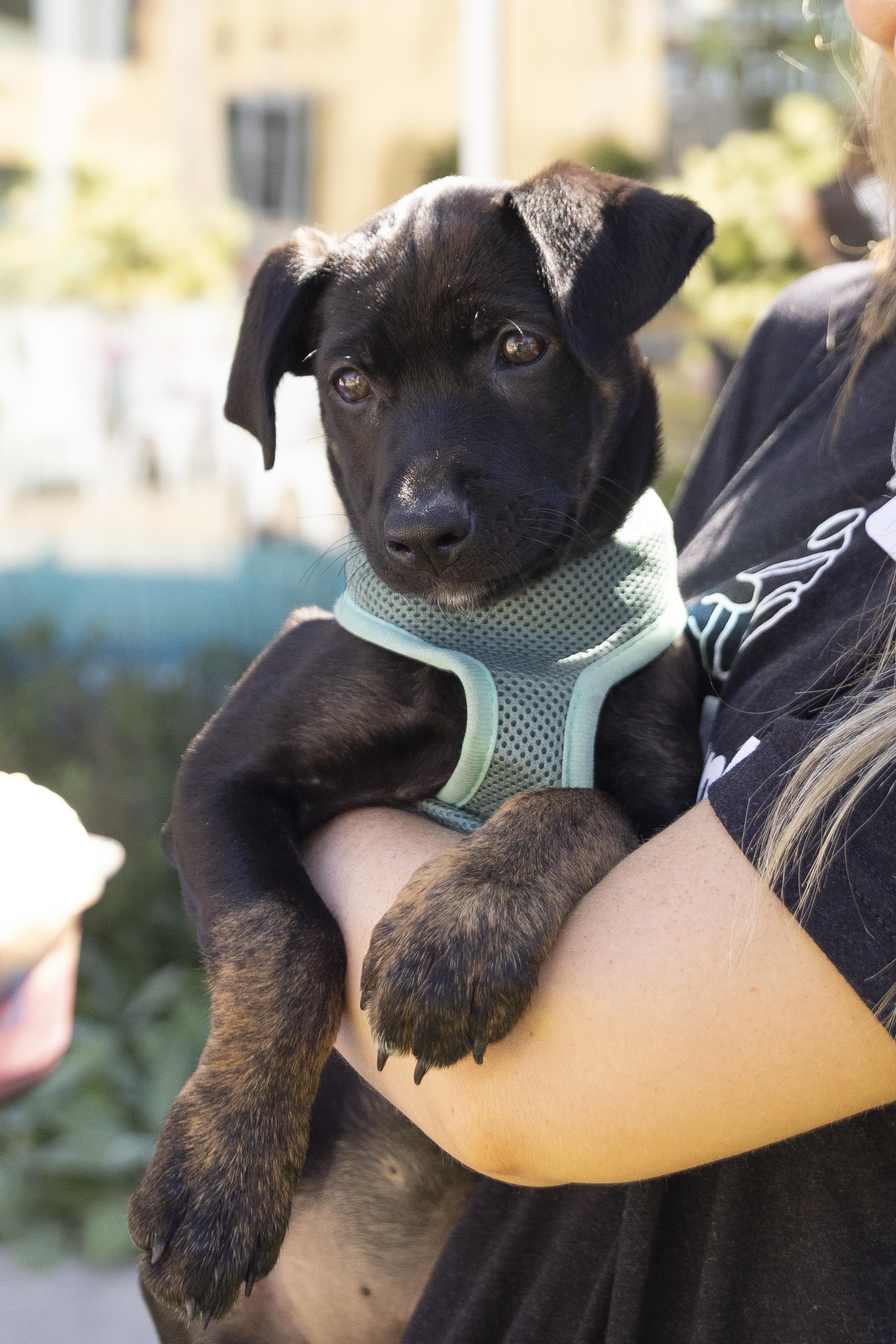 Suki, a Adoptable mixed breed in Minneapolis, MN image 1/6