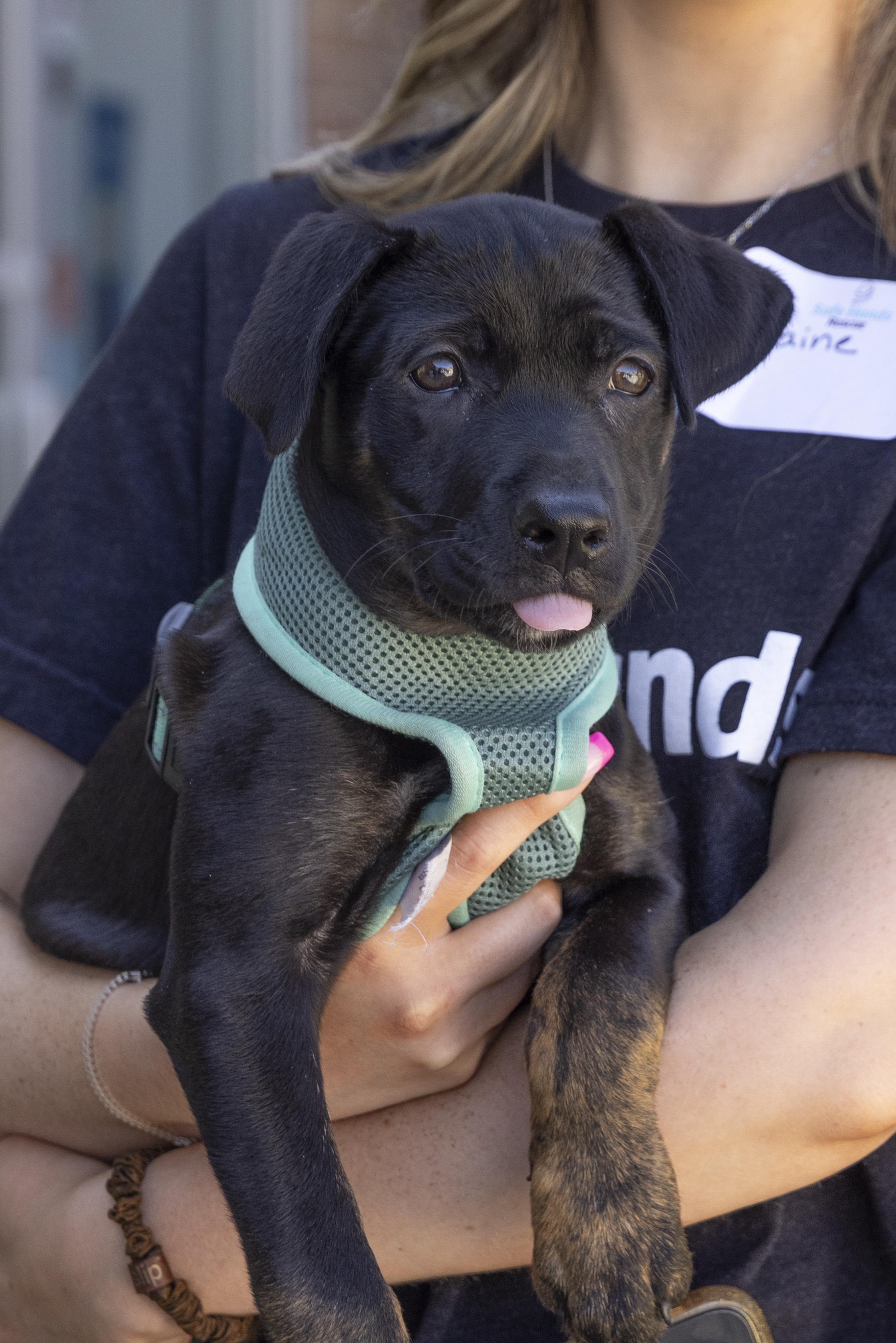 Suki, a Adoptable mixed breed in Minneapolis, MN image 3/6