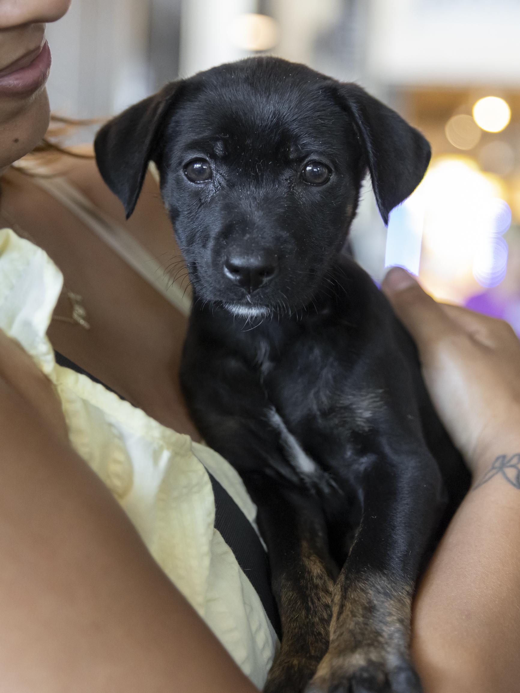 Enlarge Suki, a Adoptable mixed breed in Minneapolis, MN image 6/6