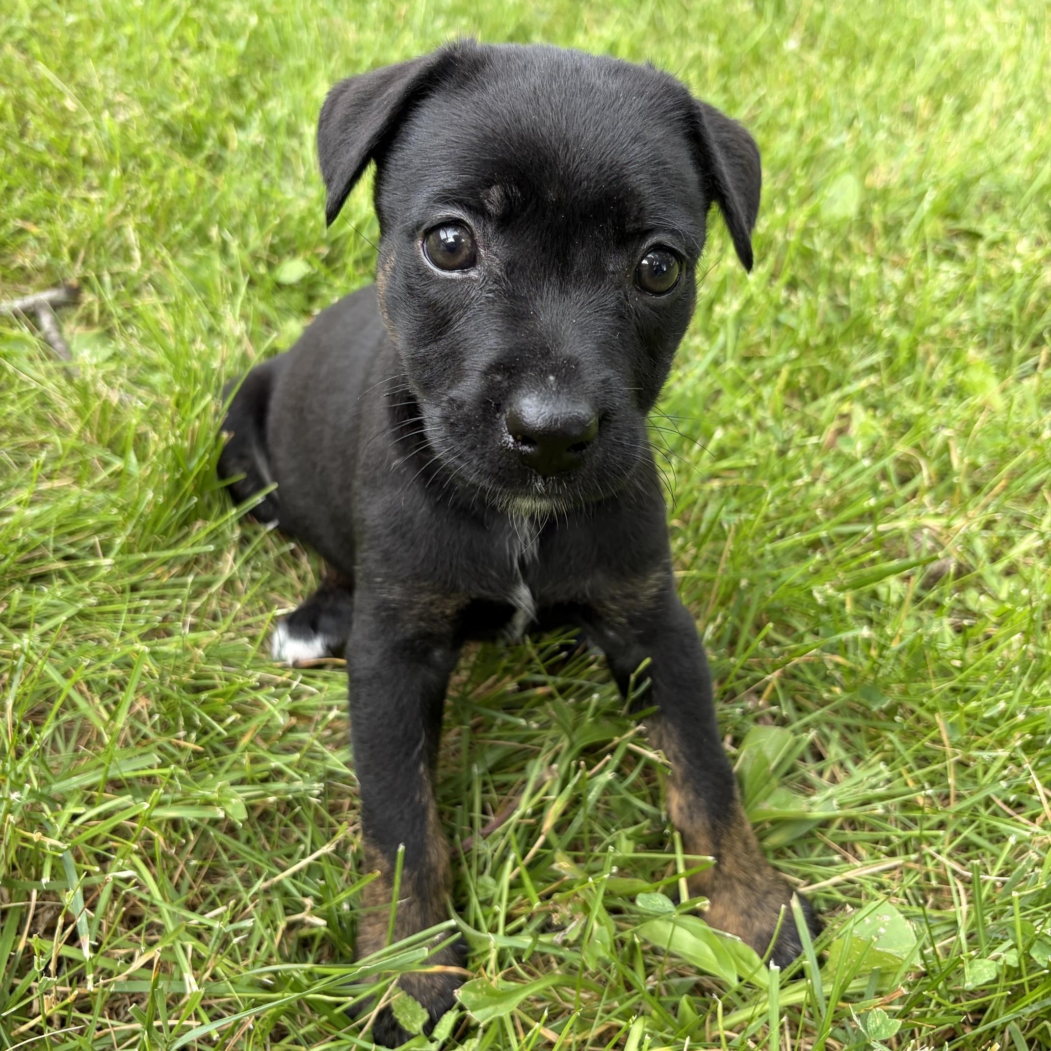 Enlarge Suki, a Adoptable mixed breed in Minneapolis, MN image 4/6