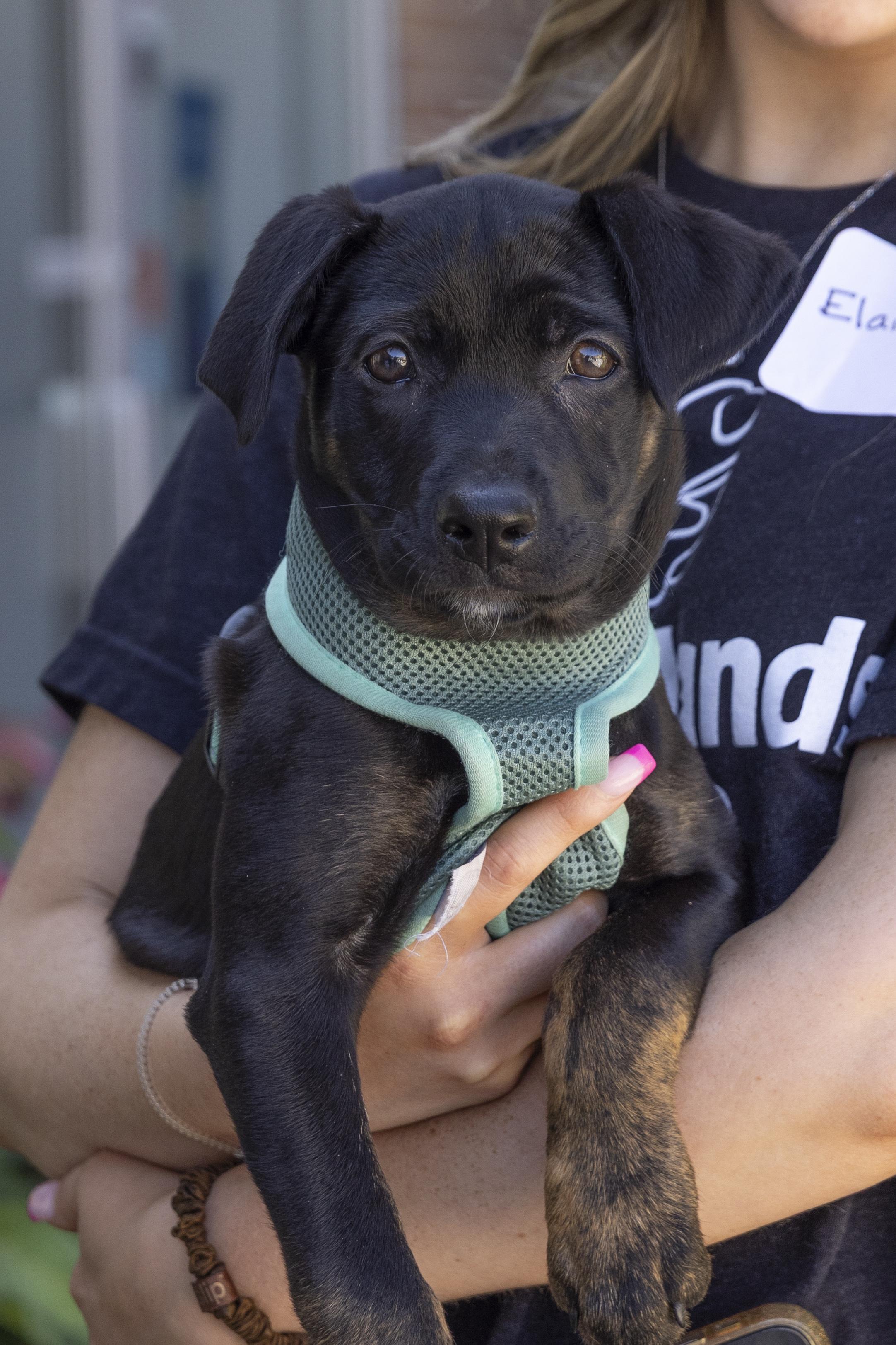 Suki, a Adoptable mixed breed in Minneapolis, MN image 2/6