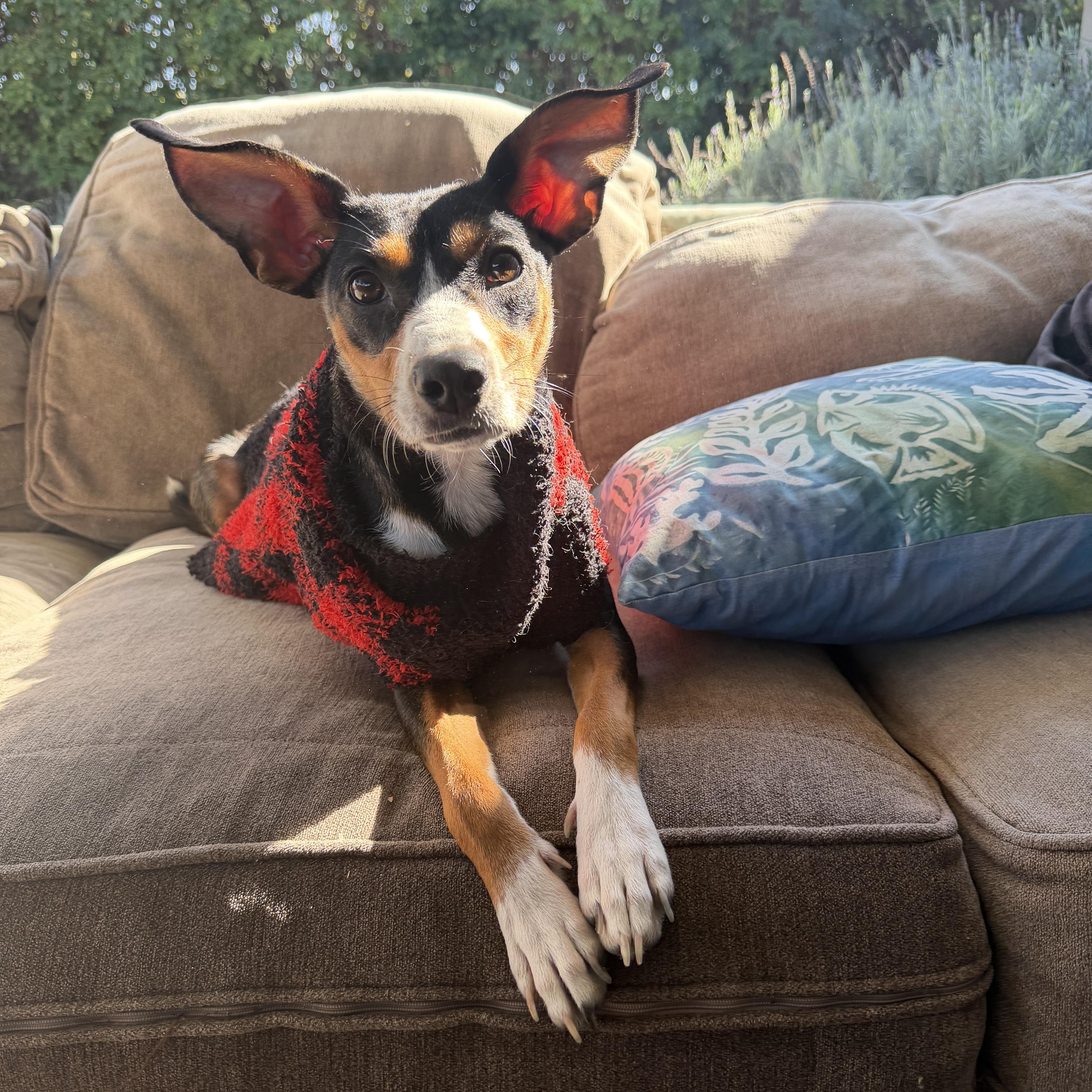 Holly Prancer, a Adoptable mixed breed in San Diego, CA image 1/2