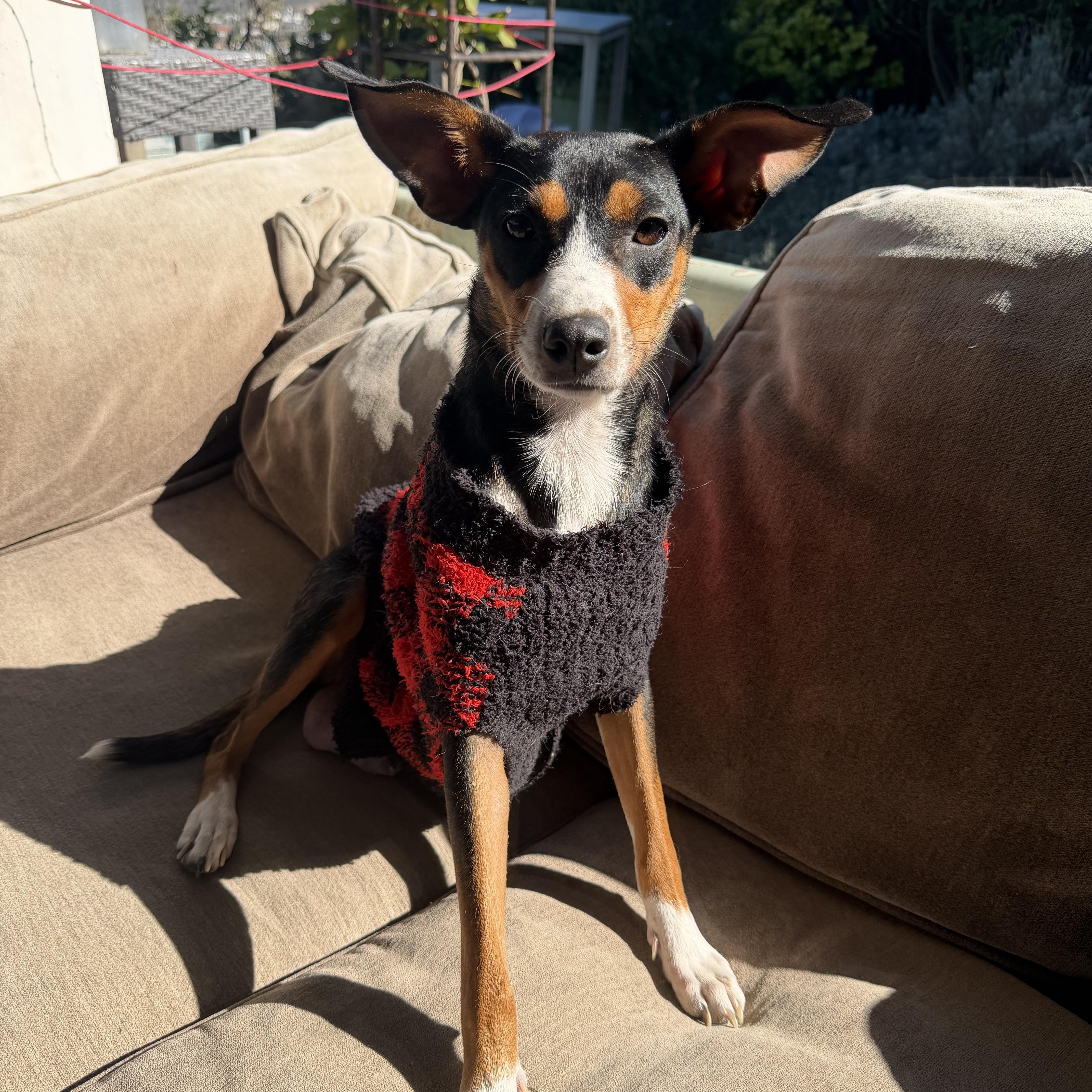 Holly Prancer, a Adoptable mixed breed in San Diego, CA image 2/2