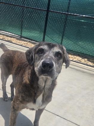 Rocky 806-25, Adoptable, Senior Male Labrador Retriever & Mixed Breed.