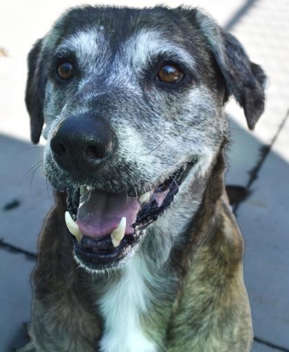 Rocky 806-25, Adoptable, Senior Male Labrador Retriever & Plott Hound.