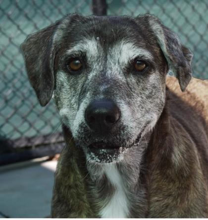 Enlarge Rocky 806-25, a Adoptable mixed breed in Cumming, GA image 2/3
