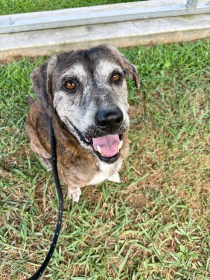 Enlarge Rocky 806-25, a Adoptable mixed breed in Cumming, GA image 3/5