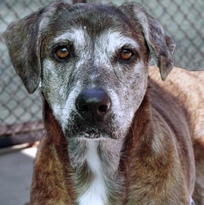 Enlarge Rocky 806-25, a Adoptable mixed breed in Cumming, GA image 3/3