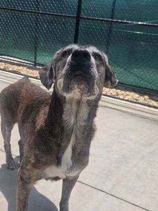 Enlarge Rocky 806-25, a Adoptable mixed breed in Cumming, GA image 2/3