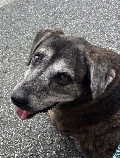 Enlarge Rocky 806-25, a Adoptable mixed breed in Cumming, GA image 3/3