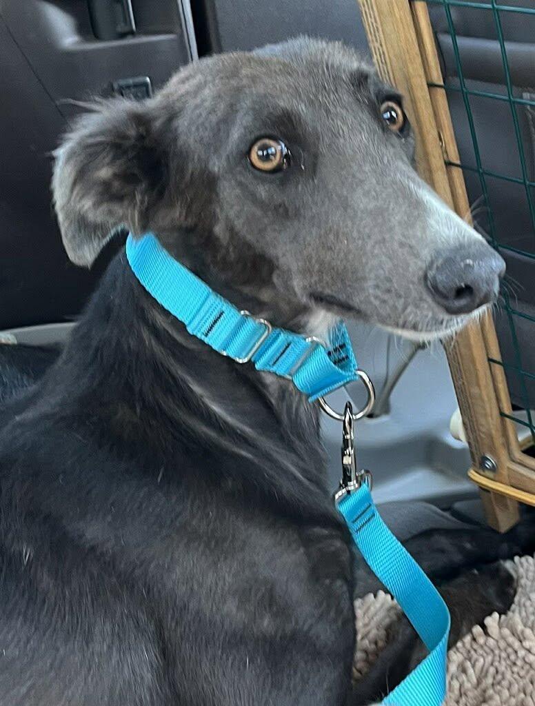 Smoke, ADOPTABLE, Young Female Greyhound.