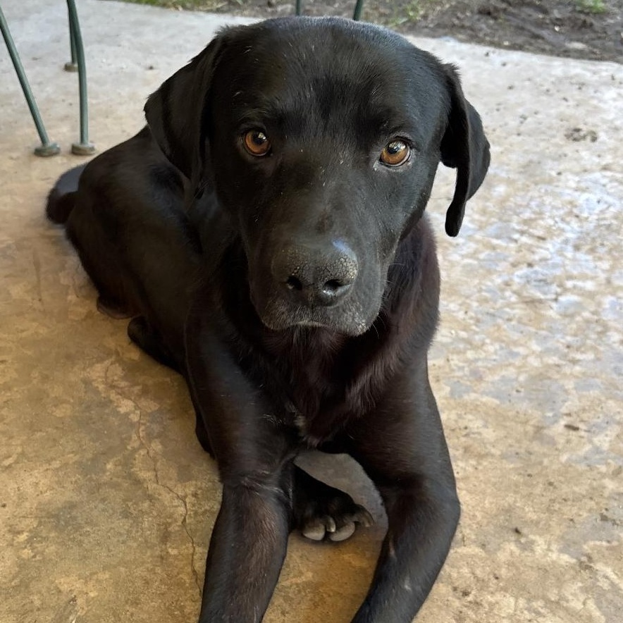 Mr. Wigglesworth, a Adoptable mixed breed in Bothell, WA image 1/6