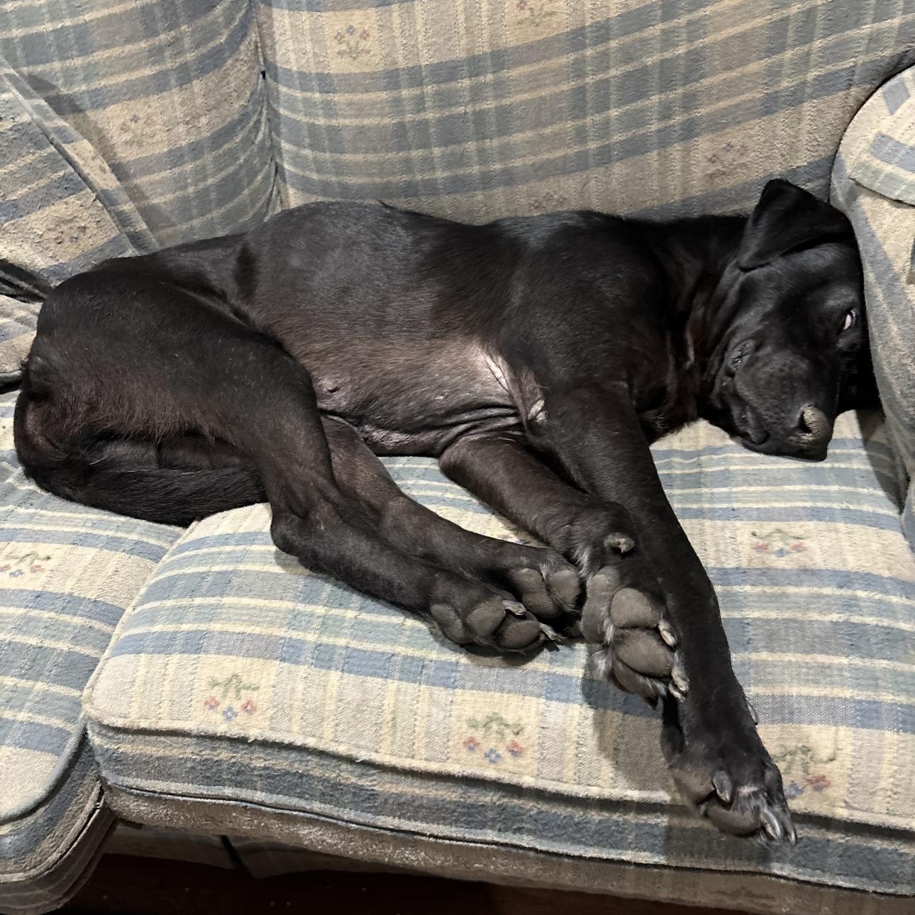 Mr. Wigglesworth, a Adoptable mixed breed in Bothell, WA image 4/6