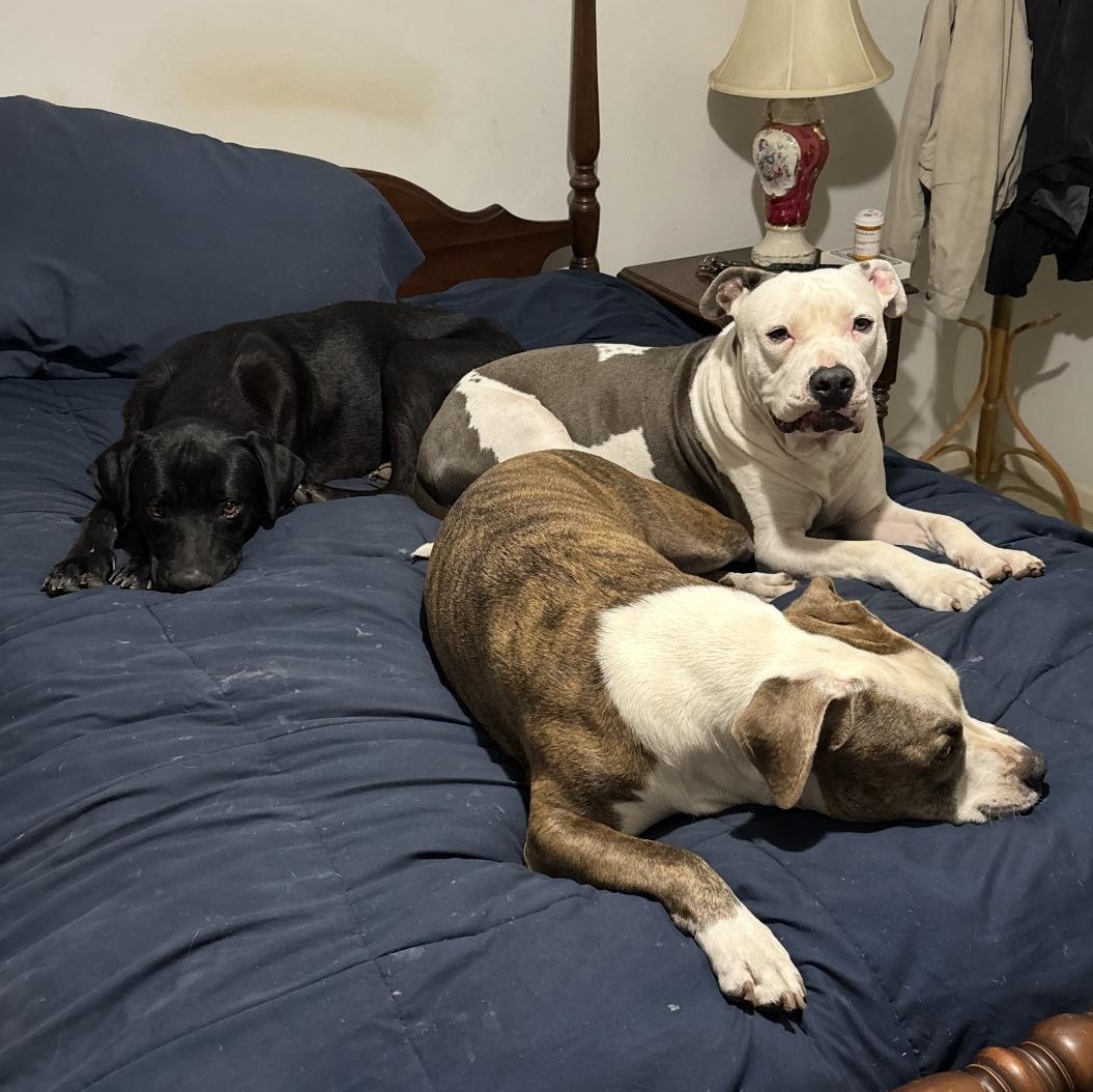 Mr. Wigglesworth, a Adoptable mixed breed in Bothell, WA image 6/6