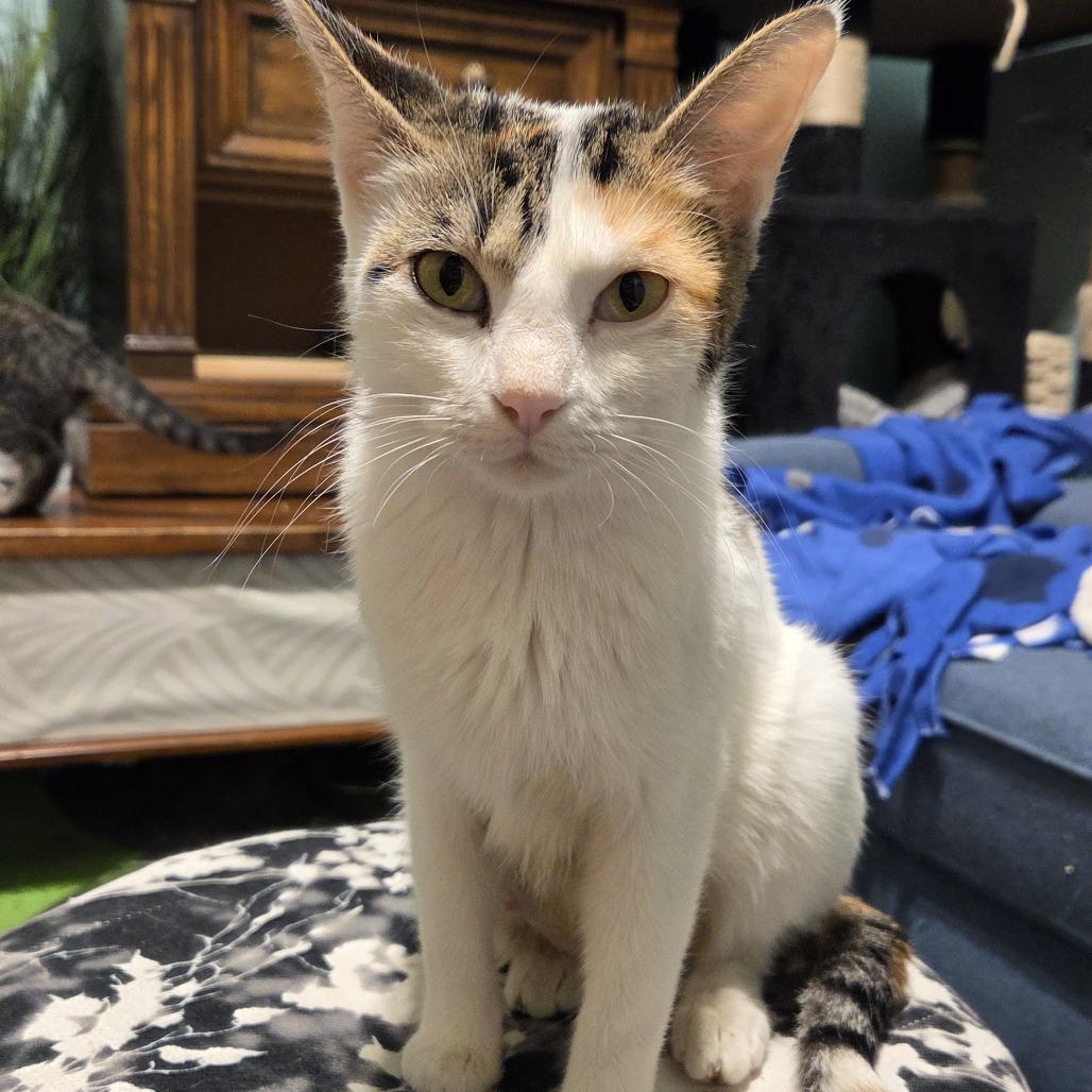 Essie, a Adoptable Domestic Short Hair in Buffalo, MN image 1/2