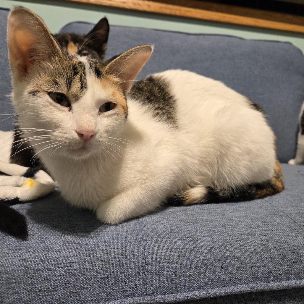 Essie, a Adoptable Domestic Short Hair in Buffalo, MN image 2/2