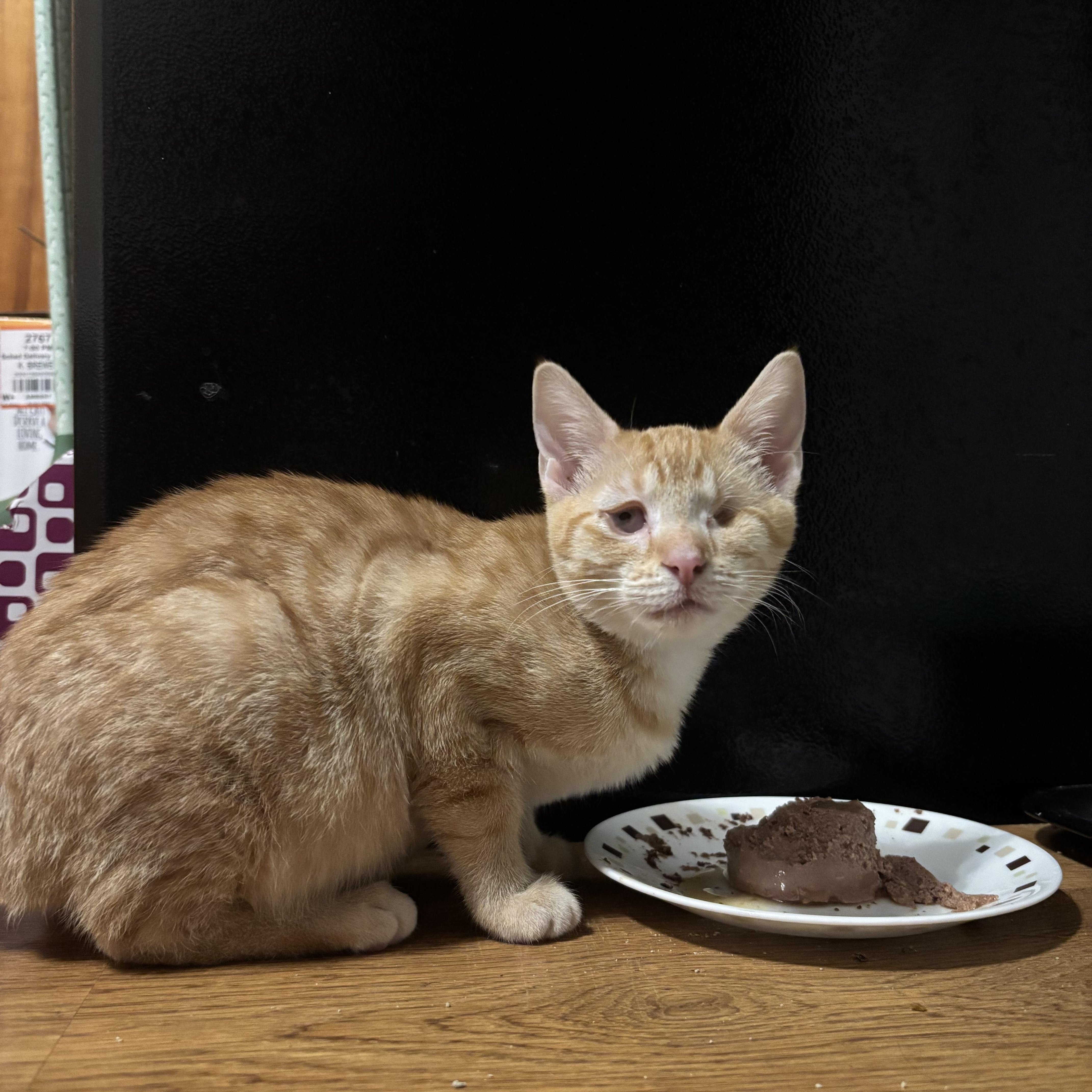 Sally, adopted, Kitten Female Domestic Short Hair.