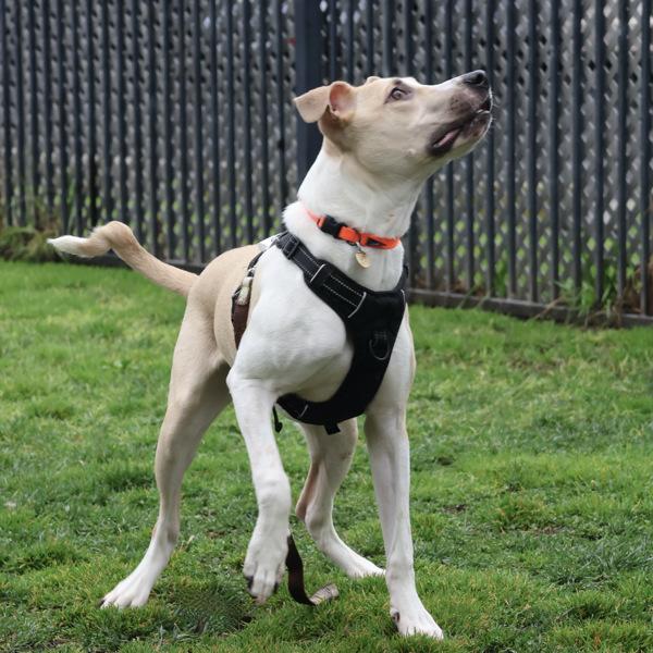 Leroy, Adoptable, Young Male Hound & Pit Bull Terrier.