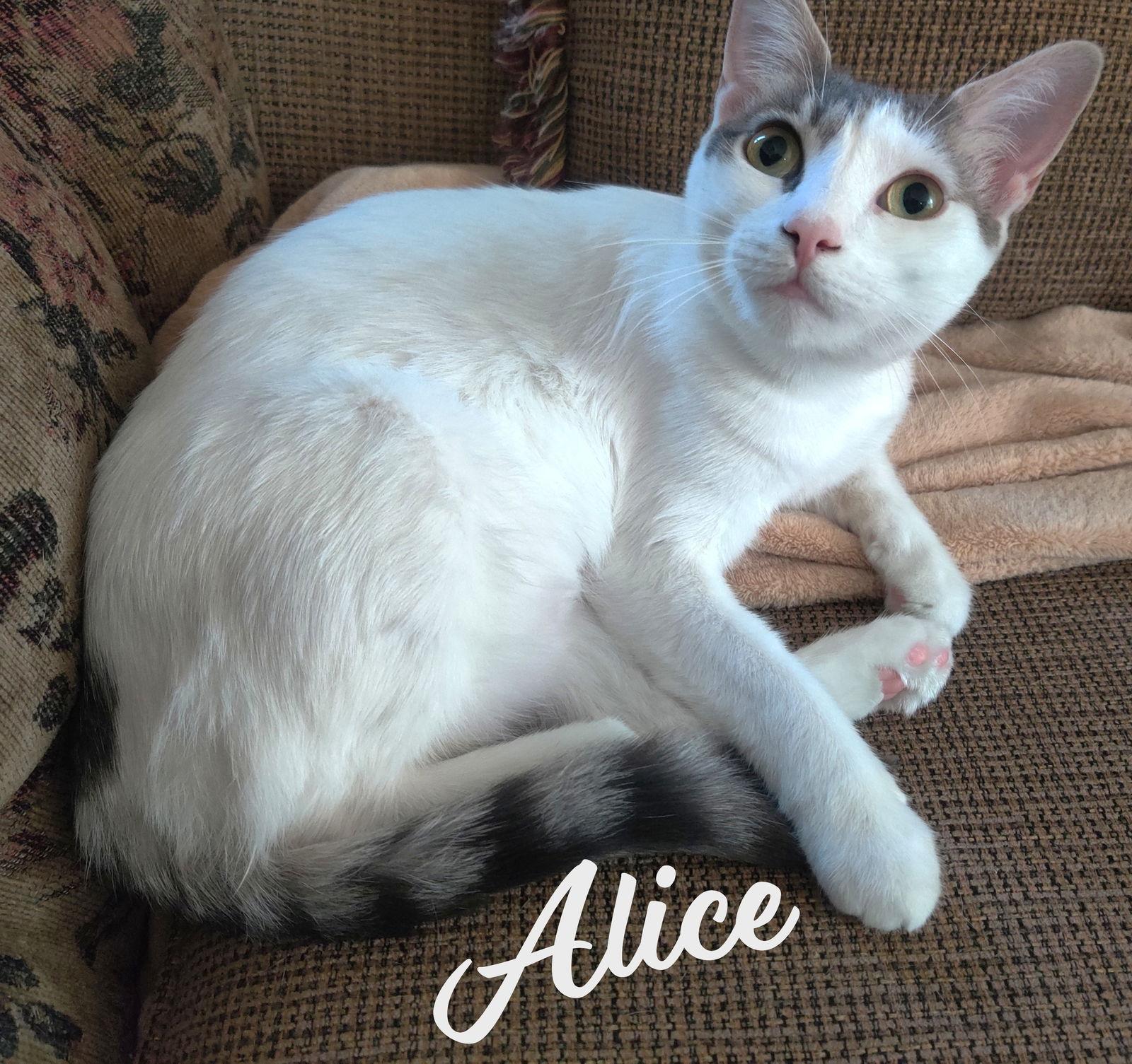 Enlarge Alice #miss-congeniality, a Adoptable mixed breed in Houston, TX image 1/3