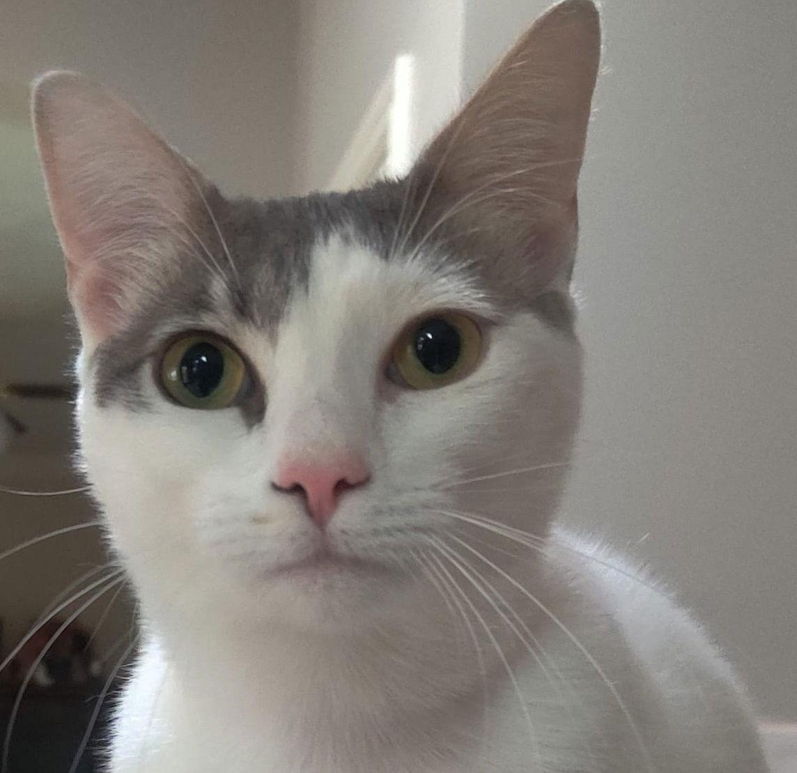 Alice #miss-congeniality, a Adoptable mixed breed in Houston, TX image 2/3