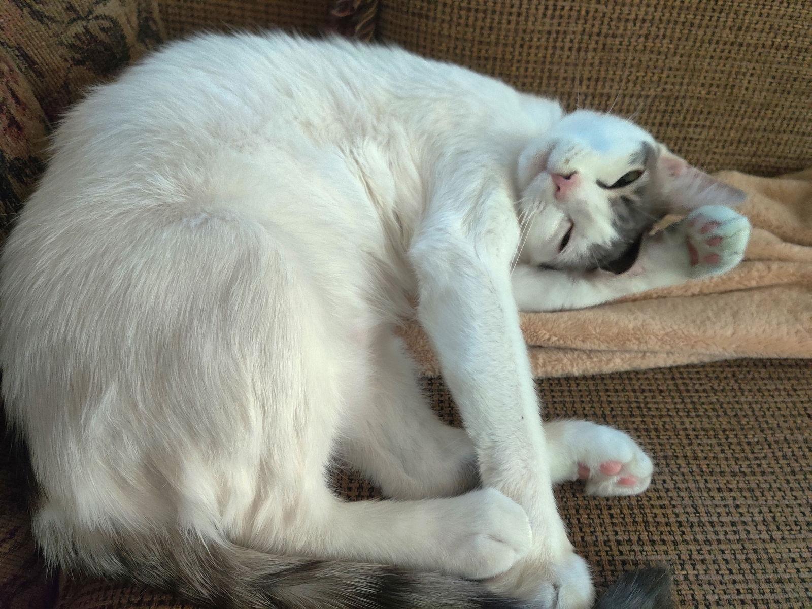 Alice #miss-congeniality, a Adoptable mixed breed in Houston, TX image 3/3