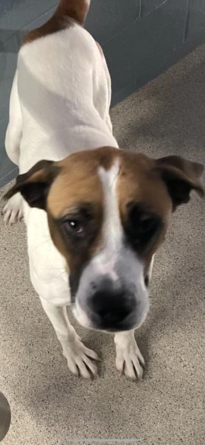 Angel, a Adoptable mixed breed in Albemarle, NC image 1/2