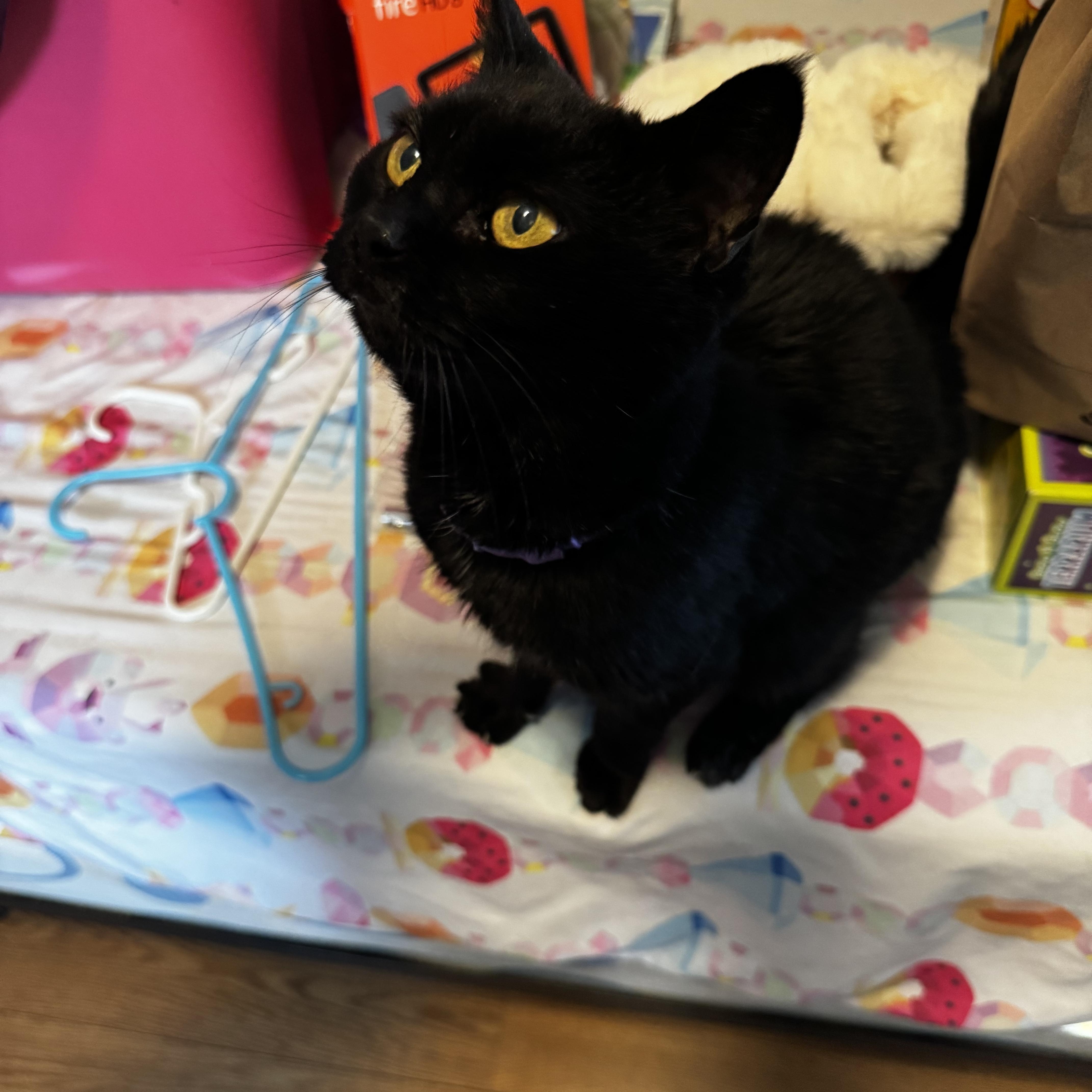 May-Belle , ADOPTABLE, Senior Female Domestic Short Hair.