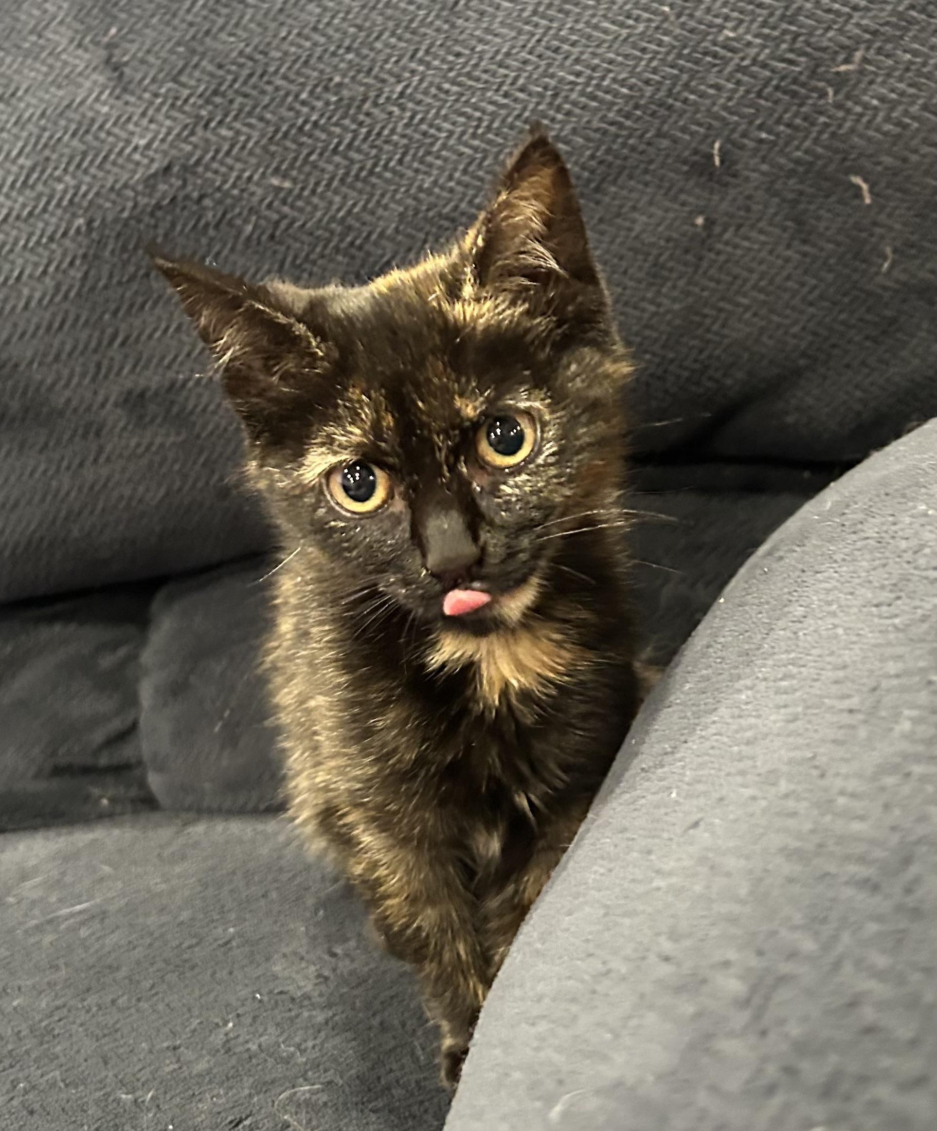 Enlarge Kitty Fairy, an adopted Domestic Medium Hair in Ontario, NY image 1/3