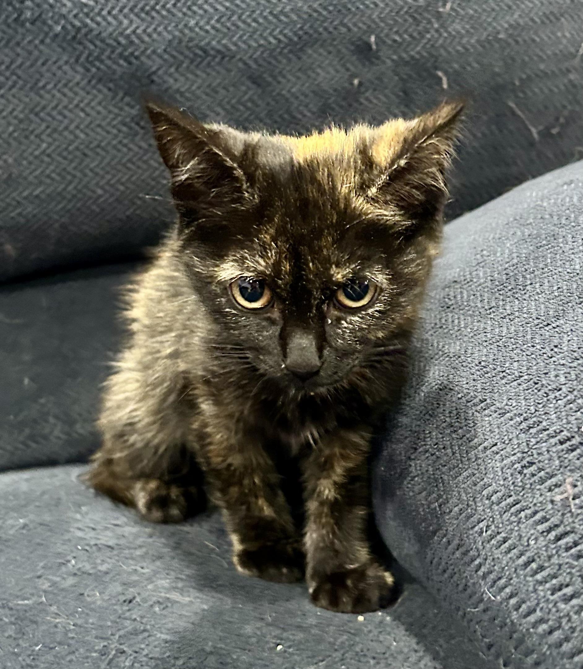 Enlarge Kitty Fairy, an adopted Domestic Medium Hair in Ontario, NY image 2/3