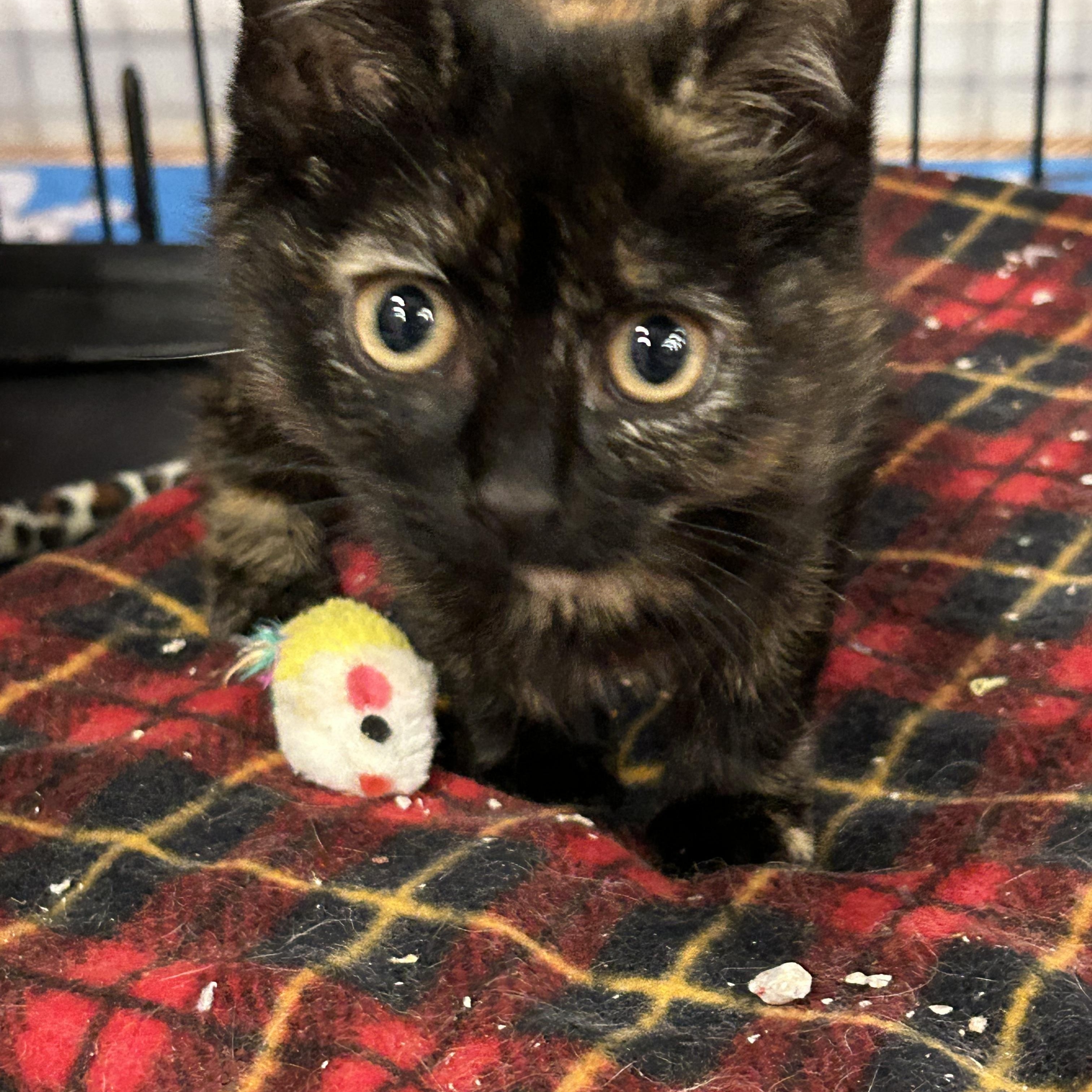 Enlarge Kitty Fairy, an adopted Domestic Medium Hair in Ontario, NY image 3/3