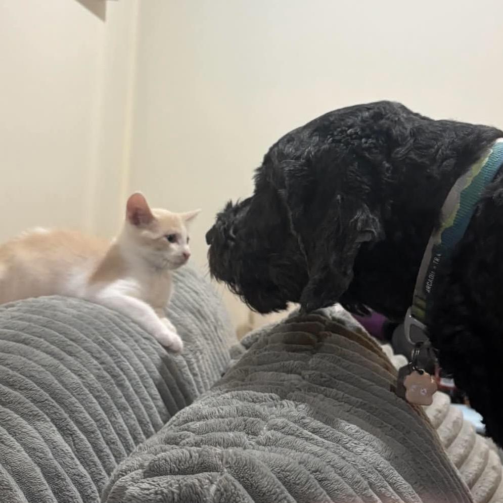 Macaroni, a Adoptable Domestic Short Hair in Calgary, AB image 1/6