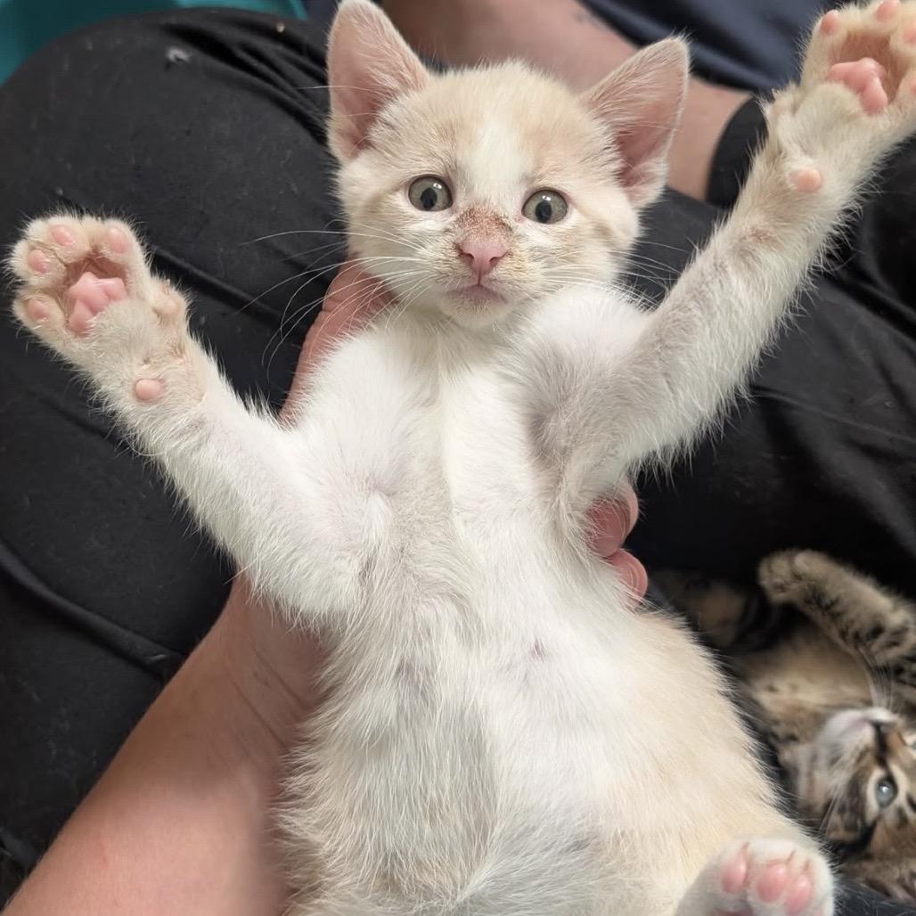 Macaroni, a Adoptable Domestic Short Hair in Calgary, AB image 3/6