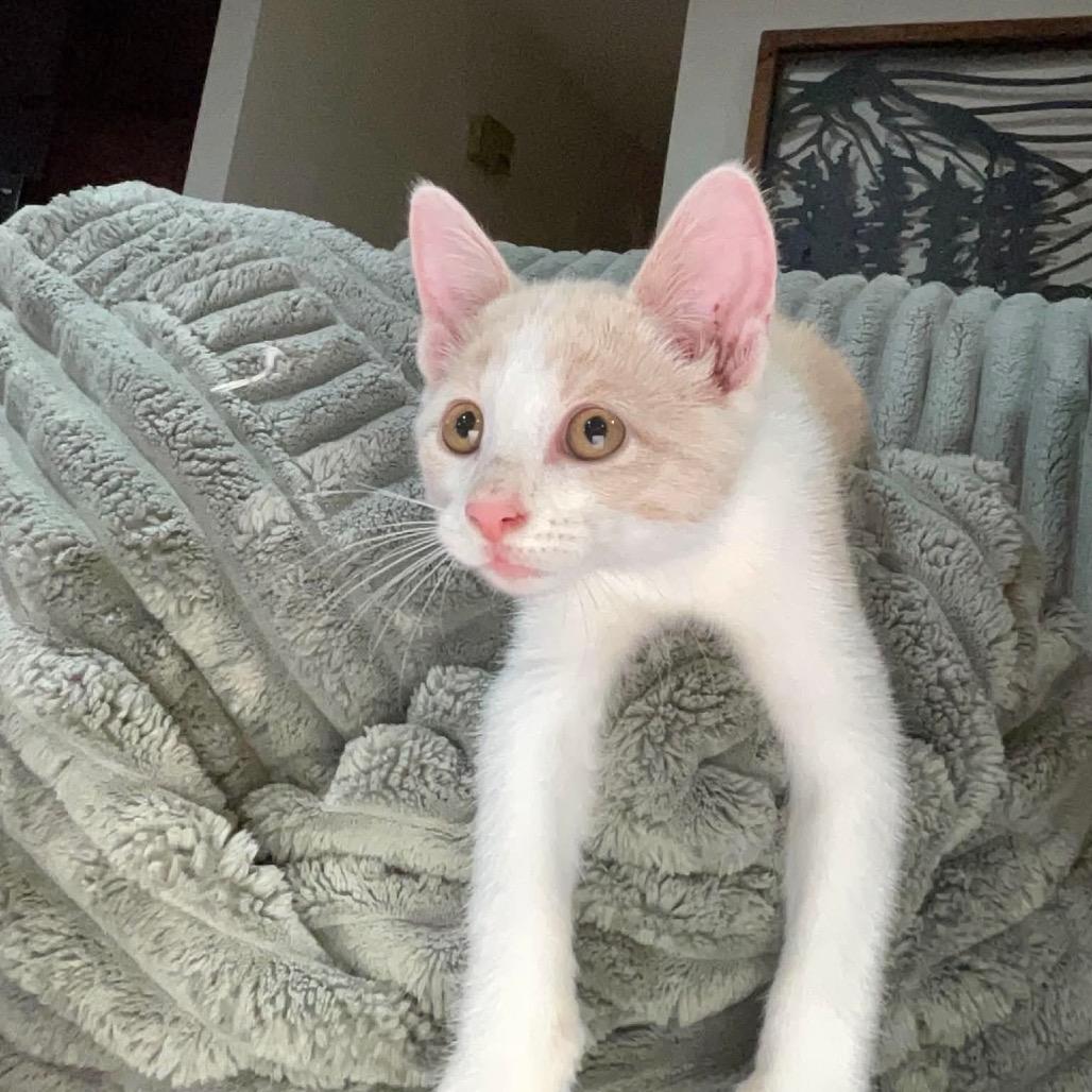 Macaroni, a Adoptable Domestic Short Hair in Calgary, AB image 4/6