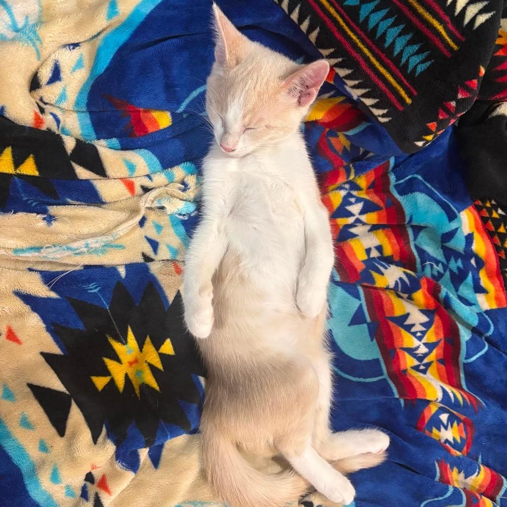 Macaroni, a Adoptable Domestic Short Hair in Calgary, AB image 5/6