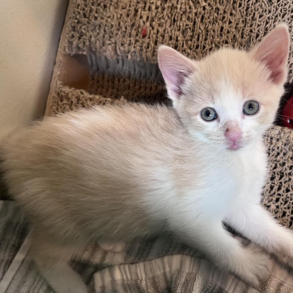 Macaroni, a Adoptable Domestic Short Hair in Calgary, AB image 6/6