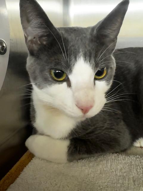 RICO, Adoptable, Young Female Domestic Short Hair.