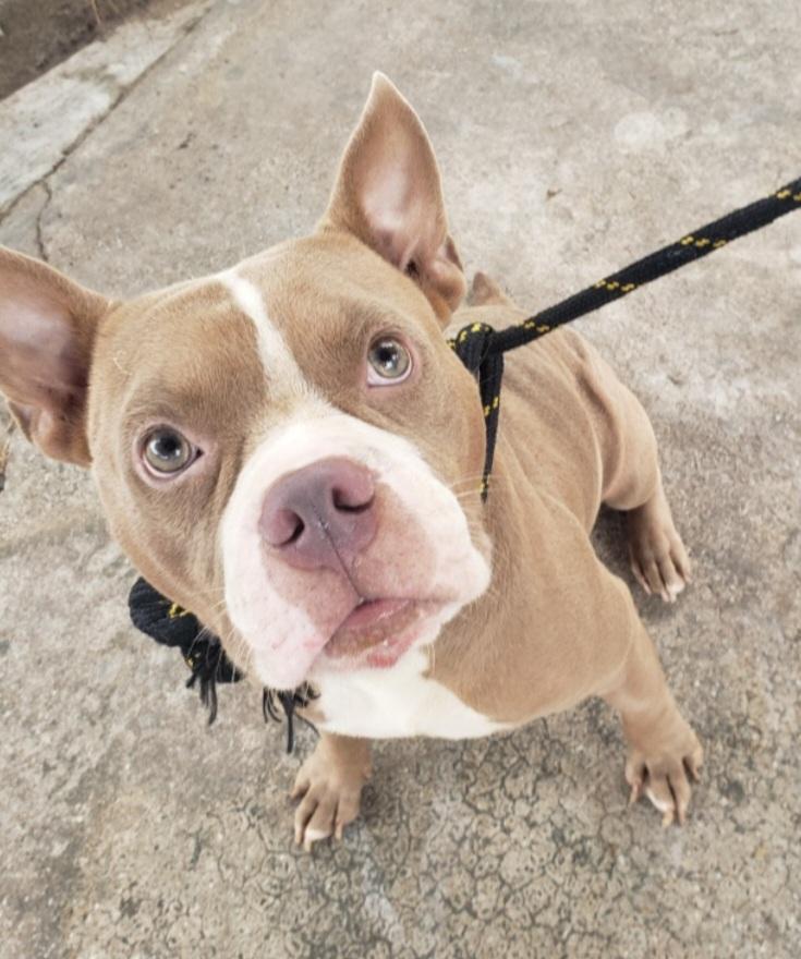 Enlarge Chunk, a Adoptable American Bully in Williston, VT image 2/2