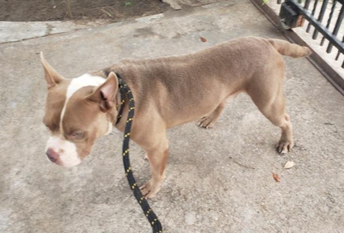 Enlarge Chunk, a Adoptable American Bully in Williston, VT image 1/2