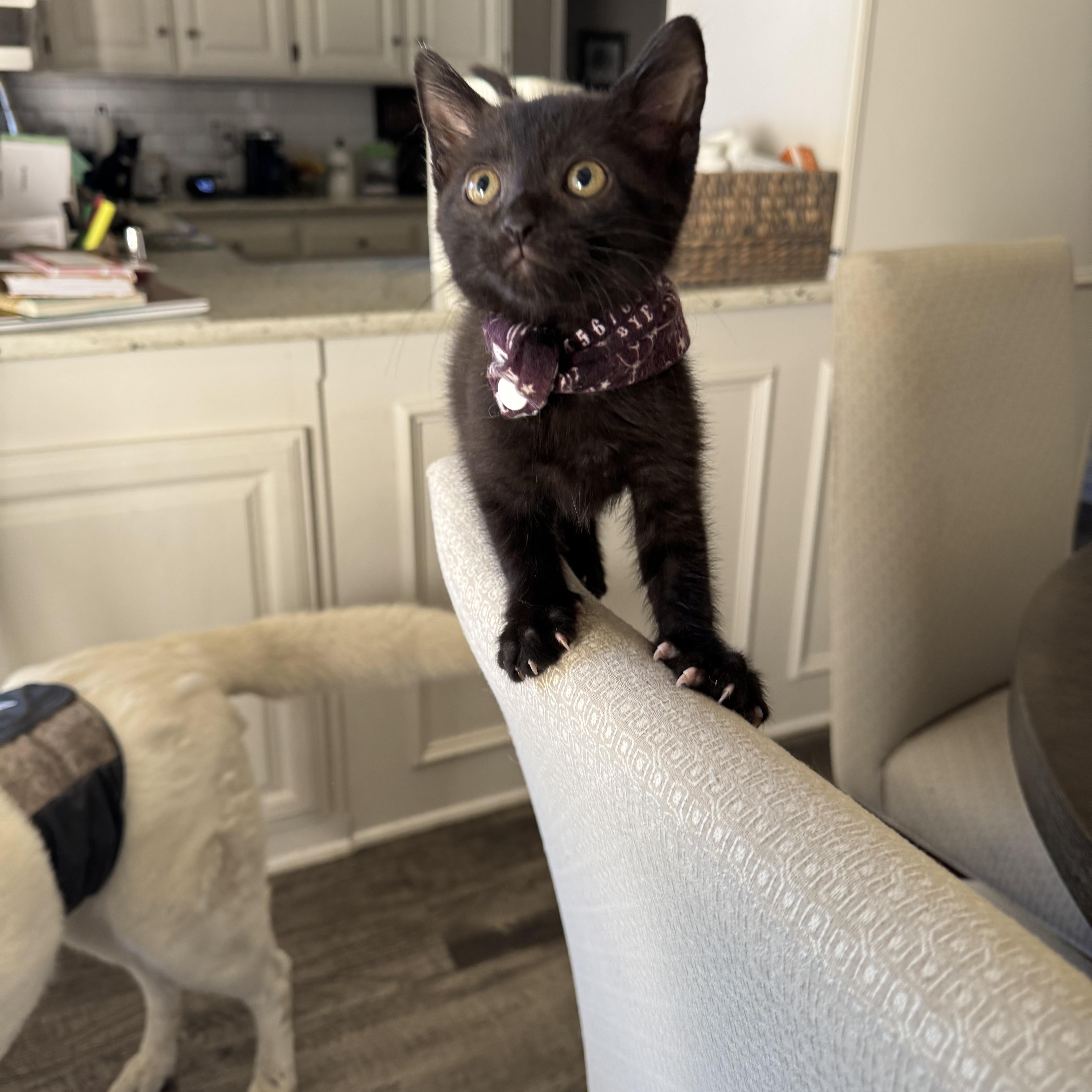 Enlarge Sriracha Sauce, a Adoptable Domestic Short Hair in North Richland Hills, TX image 2/3