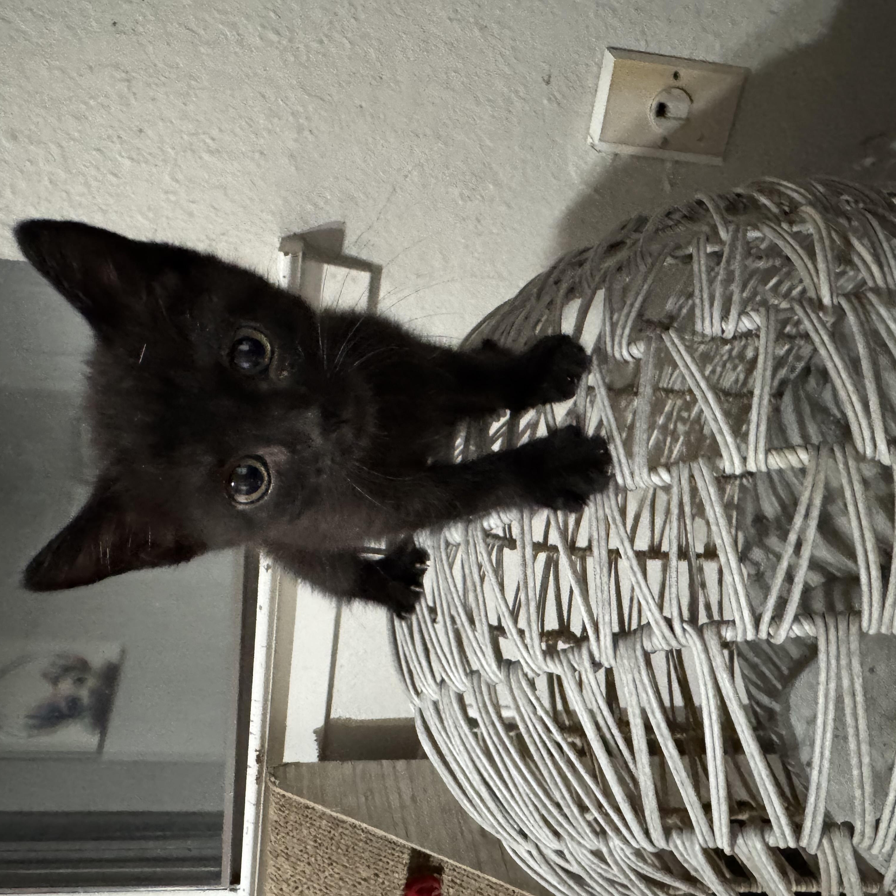 Enlarge Sriracha Sauce, a Adoptable Domestic Short Hair in North Richland Hills, TX image 3/3