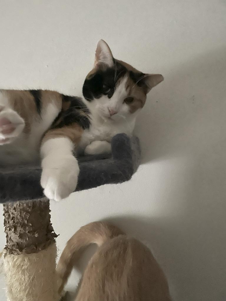 Scarlett, Adoptable, Young Female Domestic Short Hair.