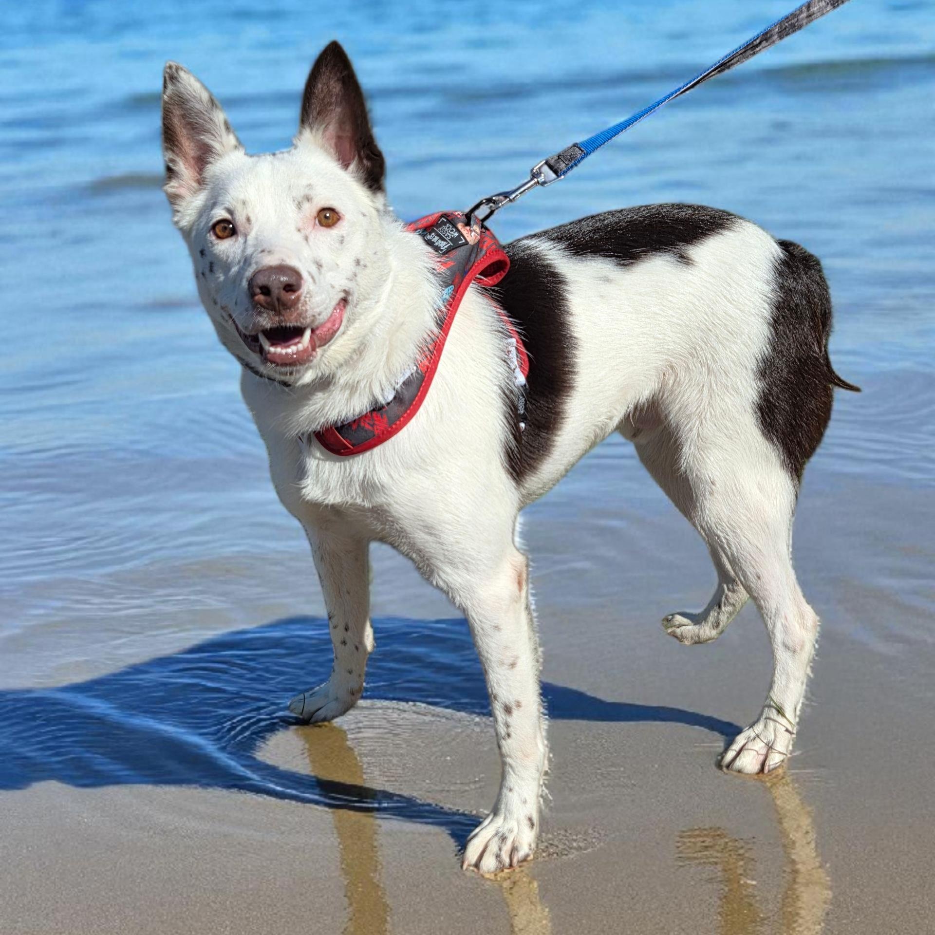 Enlarge Togo, a Adoptable Australian Cattle Dog / Blue Heeler in Brentwood, TN image 1/2