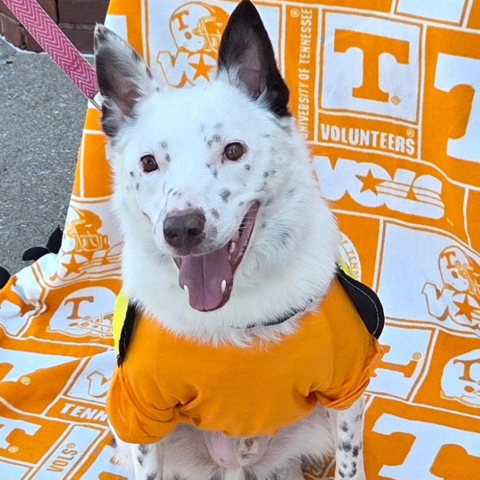 Togo, Adoptable, Young Male Australian Cattle Dog / Blue Heeler.